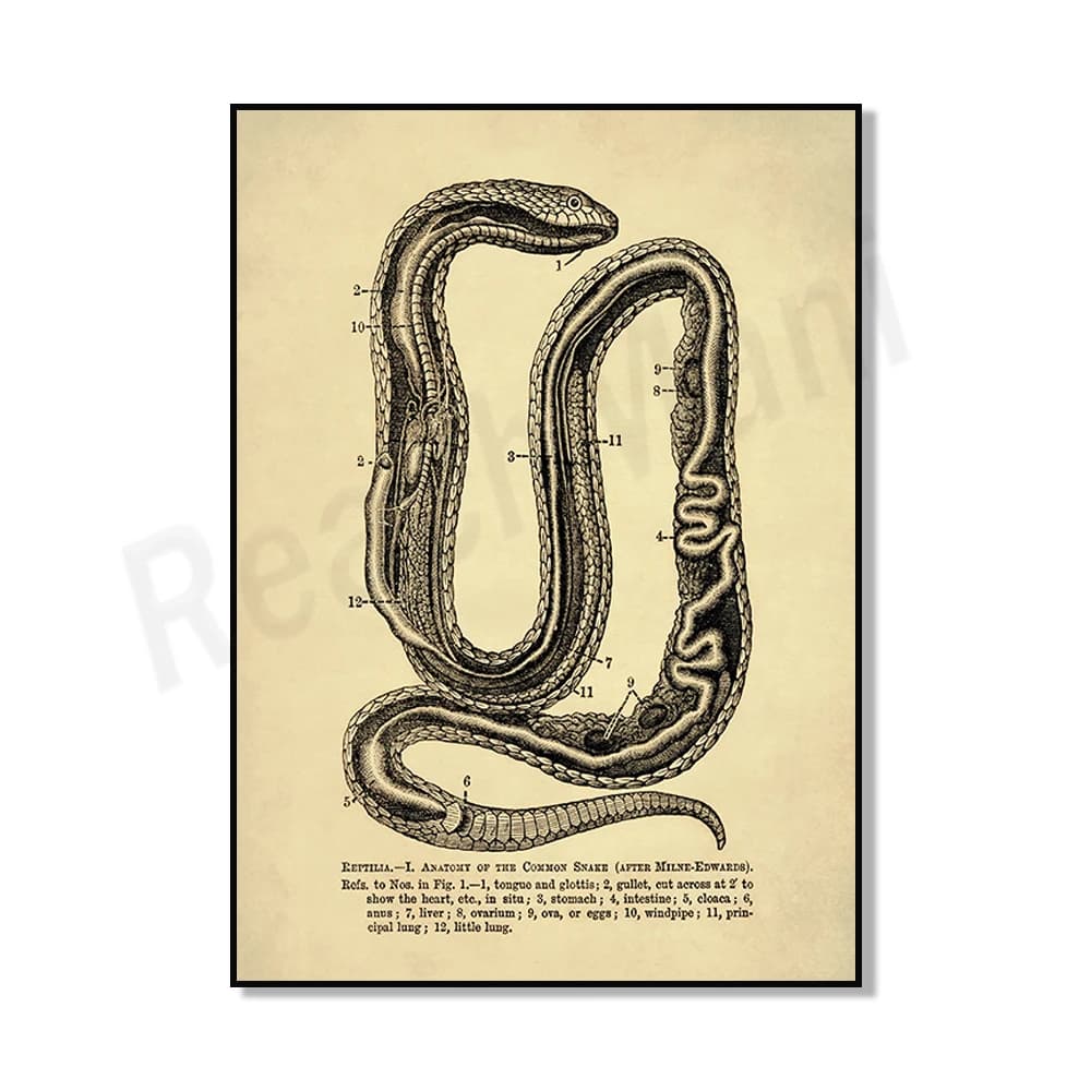 Impression d'art serpent vintage, anatomie du serpent, illustration du serpent, herpéologie, dissect